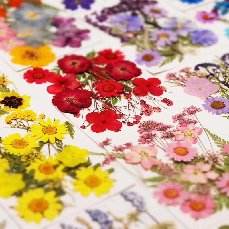 Art Craft Flower Making - Dried Flowers Real Natural Plant Pressed