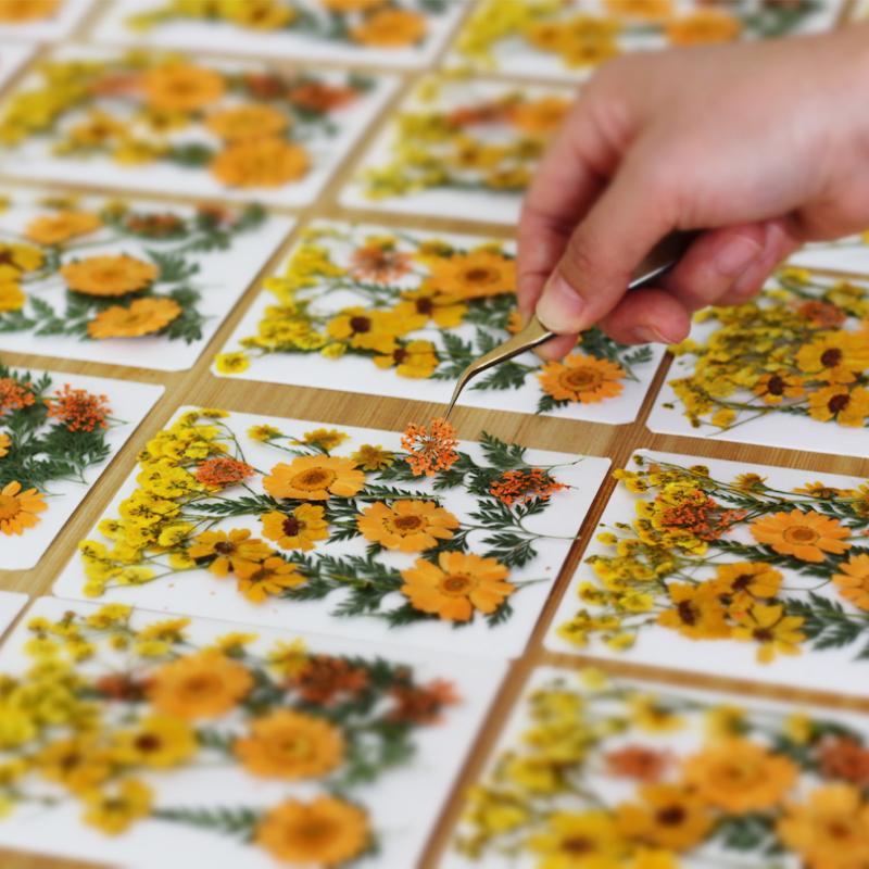 Dried Flowers Real Natural Pla - Art Craft Flower Making ulasan dan harga