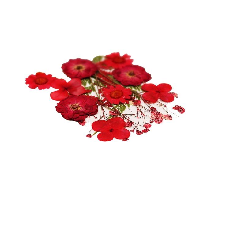 Dried Flowers Real Natural Pla - Art Craft Flower Making ulasan dan harga