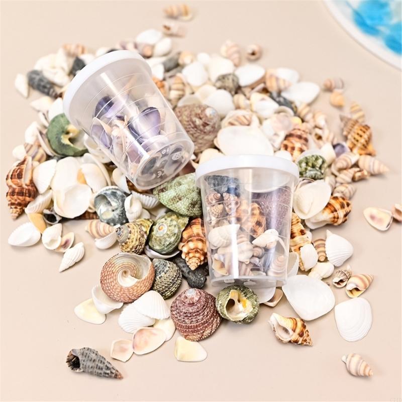  Natural Conch Shells Art Supp - Art Craft Description ulasan dan harga
