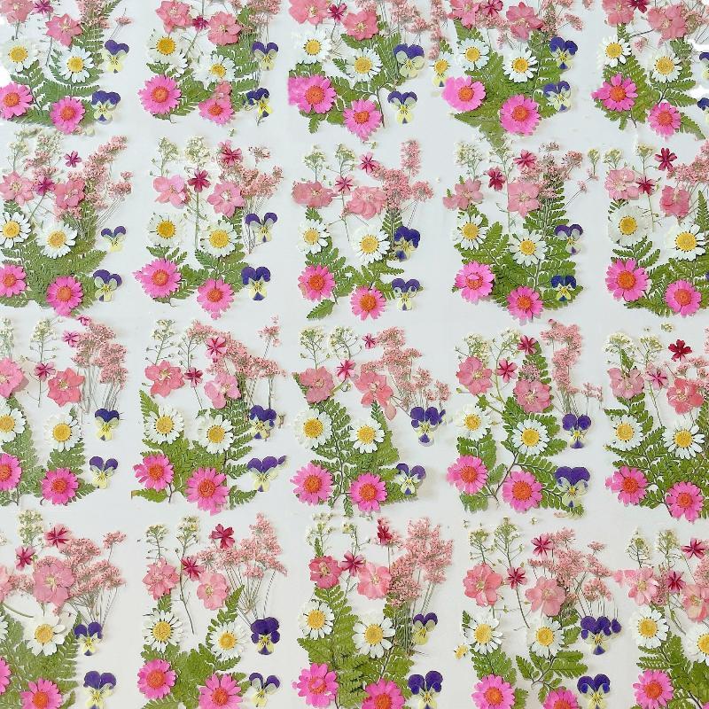 Real Natural Pressed Dried Pla - Art Craft Flower Making ulasan dan harga